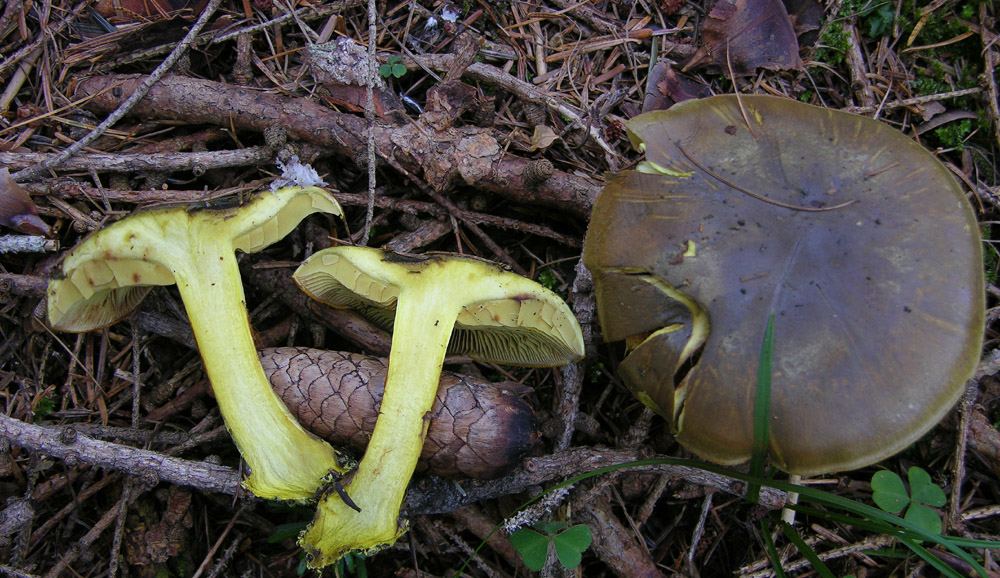 Cortinarius atrovirens Kalchbr